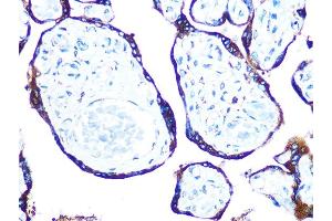 Immunohistochemistry of paraffin-embedded human placenta using ERp57 Rabbit mAb (ABIN7269613) at dilution of 1:100 (40x lens). (PDIA3 antibody)