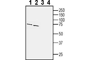 Western blot analysis of mouse brain membranes (lanes 1 and 3) and rat brain lysates (lanes 2 and 4):1-2.
