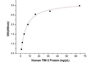 Hepatitis A Virus Cellular Receptor 2 (TIM 3) (AA 22-200) (Active) protein (His-Fc tag)