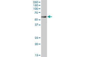 ATG4C MaxPab polyclonal antibody. (ATG4C antibody  (AA 1-458))