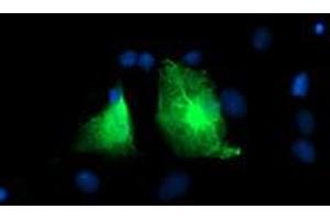 Anti-PFKP mouse monoclonal antibody (ABIN2455343) immunofluorescent staining of COS7 cells transiently transfected by pCMV6-ENTRY PFKP (RC200673). (PFKP antibody)