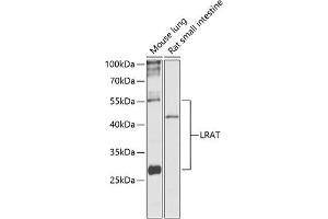Western blot analysis of extracts of various cell lines, using Lrat antibody (ABIN6132018, ABIN6143312, ABIN6143315 and ABIN6217189) at 1:1000 dilution. (LRAT antibody  (AA 1-194))
