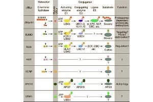 Conjugation pathways for ubiquitin and ubiquitin-like modifiers (UBLs). (ATG12 antibody)