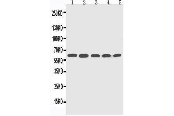 CYP2U1 antibody  (C-Term)