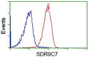 Image no. 2 for anti-Short Chain Dehydrogenase/reductase Family 9C, Member 7 (SDR9C7) antibody (ABIN1500842) (SDR9C7 antibody)