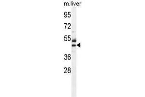 ATPBD3 Antibody (Center) western blot analysis in mouse liver tissue lysates (35µg/lane). (ATPBD3 antibody  (Middle Region))