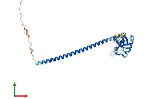 AlphaFold protein structure predicition of Human Recombinant CLEC9A Protein, UniprotID Q6UXN8
