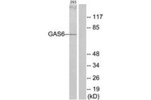 Western blot analysis of extracts from 293 cells, using GAS6 Antibody. (GAS6 antibody  (AA 291-340))