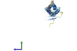 AlphaFold protein structure predicition of Human Recombinant CLDN3 Protein, UniprotID O15551 (Claudin 3 Protein (CLDN3) (AA 1-220) (His tag))