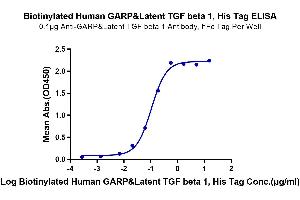 Immobilized Anti-GARP&Latent TGF beta 1 Antibody, hFc Tag at 1 μg/mL (100 μL/Well) on the plate.