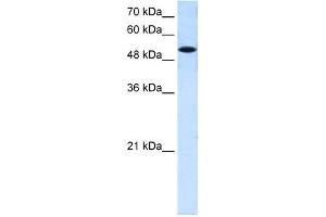 WB Suggested Anti-SLC25A25 Antibody Titration:  0.