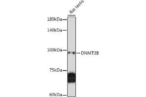 Western blot analysis of extracts of Rat testis, using DNMT3B Rabbit pAb (ABIN6130287, ABIN6139752, ABIN6139754 and ABIN6223075) at 1:1000 dilution. (DNMT3B antibody)