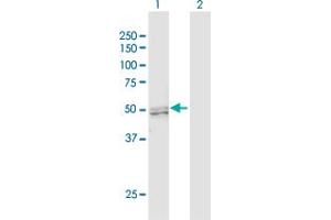 Western Blot analysis of PRMT2 expression in transfected 293T cell line by PRMT2 MaxPab polyclonal antibody. (PRMT2 antibody  (AA 1-433))