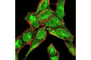 Immunofluorescence analysis of Hela cells using BMP4 mouse mAb (green).