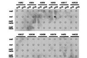 Dot-blot analysis of all sorts of methylation peptides using H3K9me1 antibody.