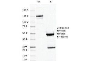 SDS-PAGE Analysis of Purified, BSA-Free Ornithine Decarboxylase Antibody (clone ODC1/487). (ODC1 antibody)
