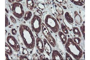 Immunohistochemical staining of paraffin-embedded Human Kidney tissue using anti-RNH1 mouse monoclonal antibody.
