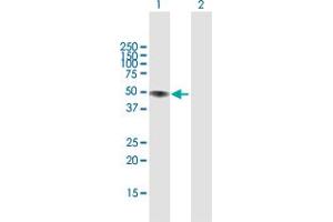 Western Blot analysis of LIPA expression in transfected 293T cell line by LIPA MaxPab polyclonal antibody. (Lipase A antibody  (AA 1-399))