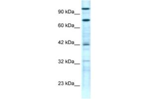 Western Blotting (WB) image for anti-Zinc Finger Protein 23 (ZNF23) antibody (ABIN2460739) (ZNF23 antibody)