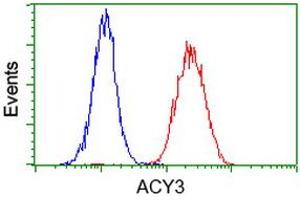 Image no. 3 for anti-Aminoacylase 3 (ACY3) antibody (ABIN1496467) (Aminoacylase 3 antibody)