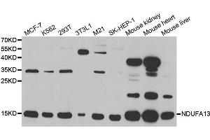 Western Blotting (WB) image for anti-NADH Dehydrogenase (Ubiquinone) 1 alpha Subcomplex, 13 (NDUFA13) antibody (ABIN1876600)