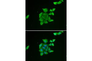 Immunofluorescence analysis of U2OS cell using TUSC2 antibody. (TUSC2 antibody)