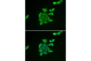 Immunofluorescence analysis of U2OS cell using TUSC2 antibody.