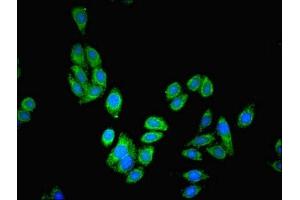 Immunofluorescent analysis of HepG2 cells using ABIN7163080 at dilution of 1:100 and Alexa Fluor 488-congugated AffiniPure Goat Anti-Rabbit IgG(H+L) (Phenylalanine Hydroxylase antibody  (AA 2-452))