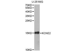 Western blot analysis of extracts of U-251MG cells, using KCNE2 antibody. (KCNE2 antibody)
