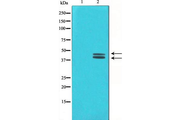 ERK1/2 antibody