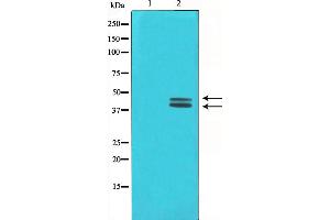 Western blot analysis on COLO205 cell lysate using ERK1/2 Antibody,The lane on the left is treated with the antigen-specific peptide. (ERK1/2 antibody)