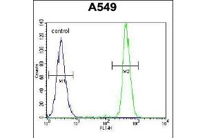 Flow cytometric analysis of A549 cells (right histogram) compared to a negative control cell (left histogram). (HN1 antibody  (AA 58-86))