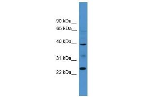 BTNL8 antibody used at 0. (BTNL8 antibody  (Middle Region))