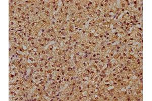 IHC image of ABIN7145380 diluted at 1:500 and staining in paraffin-embedded human adrenal gland tissue performed on a Leica BondTM system. (RFNG antibody  (AA 71-331))