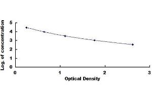 Testosterone ELISA Kit