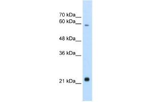 WB Suggested Anti-RBPJL Antibody Titration:  2. (RBPJL antibody  (N-Term))