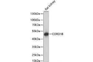 Western blot analysis of extracts of Rat kidney using CORO1B Polyclonal Antibody at dilution of 1:1000. (CORO1B antibody)