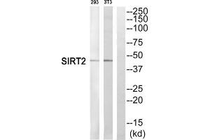 Western blot analysis of extracts from 293 cells and NIH/3T3 cells, using SIRT2 antibody. (SIRT2 antibody  (C-Term))