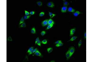 Immunofluorescence staining of HepG2 cells with ABIN7160181 at 1:200, counter-stained with DAPI. (CD14 antibody  (AA 20-345))