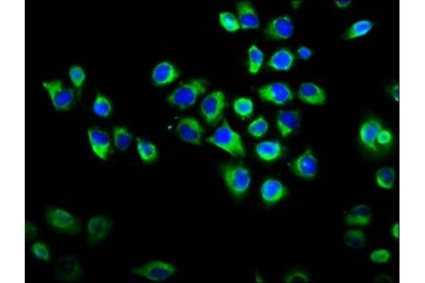 RAPGEF2 antibody  (AA 1393-1498)