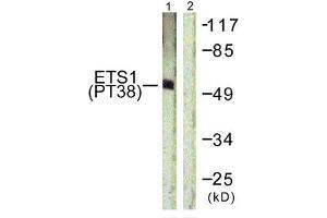Western blot analysis of extracts from HepG2 cells using ETS1 (Phospho-Thr38) Antibody. (ETS1 antibody  (pThr38))