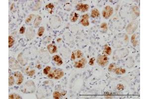 Image no. 1 for anti-RAB43, Member RAS Oncogene Family (RAB43) (AA 113-211) antibody (ABIN599343) (RAB43 antibody  (AA 113-211))