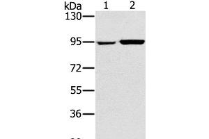 Western Blot analysis of 231 and PC3 cell using PYGL Polyclonal Antibody at dilution of 1:400
