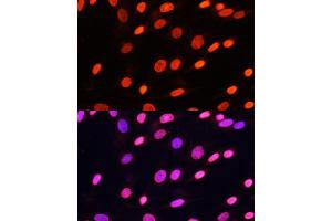 Immunofluorescence analysis of NIH/3T3 cells using Pan DiMethyl-lysine antibody (ABIN7266777) at dilution of 1:100. (Dimethyl-Lysine antibody)