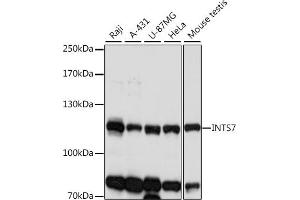 Western blot analysis of extracts of various cell lines, using INTS7 antibody (ABIN7267914) at 1:1000 dilution. (INTS7 antibody  (AA 702-948))