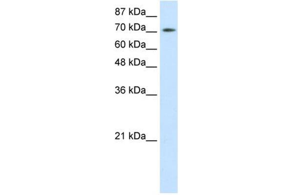 ZBTB48 antibody  (N-Term)