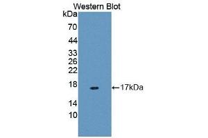 Detection of Recombinant MUC5B, Human using Polyclonal Antibody to Mucin 5 Subtype B (MUC5B) (MUC5B antibody  (AA 5366-5444))