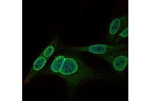 Immunofluorescence (IF) image for anti-Nuclear Receptor Subfamily 6, Group A, Member 1 (NR6A1) (AA 65-118) antibody (ABIN969579)