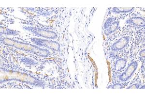 Detection of CLCA1 in Human Small intestine Tissue using Polyclonal Antibody to Chloride Channel Accessory 1 (CLCA1) (CLCA1 antibody  (AA 416-670))