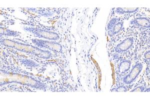 Detection of CLCA1 in Human Small intestine Tissue using Polyclonal Antibody to Chloride Channel Accessory 1 (CLCA1)